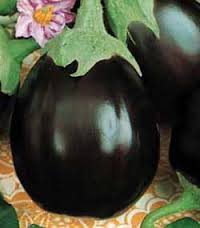 MELANZANA BELLEZZA NERA NR.100 SEMI